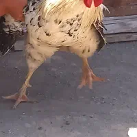 خروس