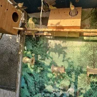 عروس هلندی معاوضه با کبوتر