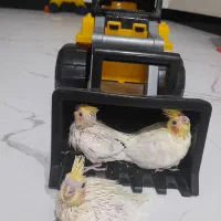 عروس هلندی مولد ب همراه جوجه|پرنده|خرم‌آباد (تنکابن), |دیوار