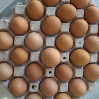 تخم مرغ محلی با کیفیت