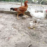 غاز و خروس|حیوانات مزرعه|گرگان, |دیوار