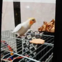 عروس پاریس دارم گم شده