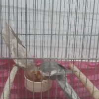 عروس هلندی|پرنده|رشت, شهرک شهید مفتح|دیوار