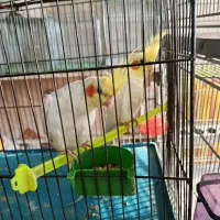 دوعددعروس|پرنده|ملایر, |دیوار