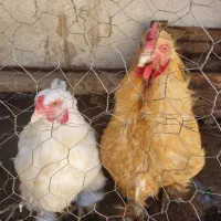 مرغ وخروس|حیوانات مزرعه|اصفهان, آزادان|دیوار