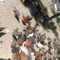 35 عدد مرغ جوان بومی تخمگذار