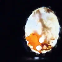 انگشتر نگین شجر|جواهرات|سراوان, |دیوار