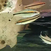 ماهی اکواریوم ردلاین تترا کاردینال زبرا هیبریدی