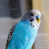 مرغ عشق گمشده