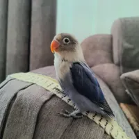 گمشده