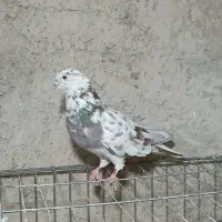 یک کبوتر نر گرگی ساعت بالا