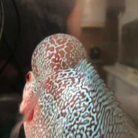 ماهی فلاور هورن درجه یک خارجی تایلندی|ماهی|خرمآباد, |دیوار