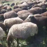 160 راس میش بره دار|حیوانات مزرعه|رضویه, |دیوار