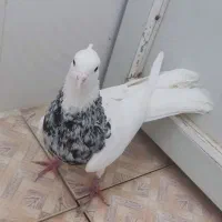 طوق شازده ای نر|پرنده|کازرون, |دیوار