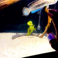 چانا استوارتی هایفین