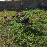 بوقلمون جوجه