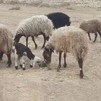 میش و بره افشار