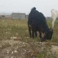 کهره نر بزرگ چاق چاق