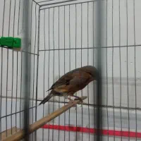 قناری  نر سرخ (چغندری)