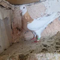 کبوتر پرشی نر(طوقی.هفترنگ)
