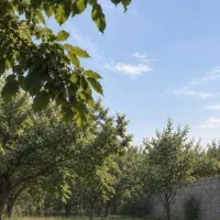 زمین باغی/سندتک برگ/مناسب ساخت ویلای لاکچری