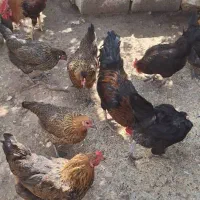 مرغ و خروس محلی اصل