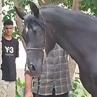 اسب عرب|اسب و تجهیزات اسب‌سواری|تهران, چیتگر شمالی|دیوار