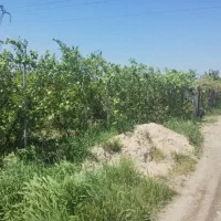 فروش-باغ-انار