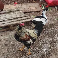 فروش چند عدد خروس