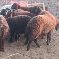 کارگر دامداری|استخدام صنعتی، فنی، مهندسی|کرج, کمال‌شهر|دیوار