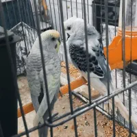 جفت مرغ عشق خاص