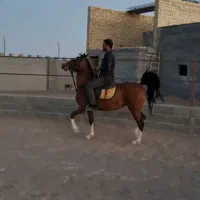 اسب