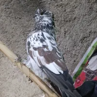 کفترسر کله دار