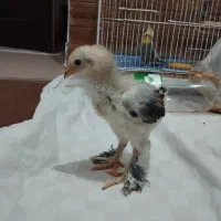 فروش جوجه برهما پورسلن 13روزه تا35روزه 40روزه|حیوانات مزرعه|کیاکلا, |دیوار