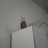 چهار عدد عروس هلندی سخنگو و بانمک|پرنده|مشهد, شهید احمدی روشن|دیوار