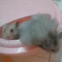 همسترهای بانمک و فشن|موش و خرگوش|شیراز, فرگاز|دیوار