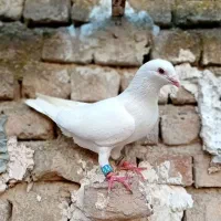 تعدادی کبوتر|پرنده|سمنان, |دیوار