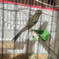 قفس و کفتر جفتی|پرنده|صدرا-فارس, فاز ۱|دیوار