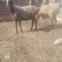 بره نر میش کاور میش داشتی جوون
