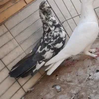 کفتر|پرنده|یزد, |دیوار