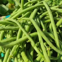 کارگر برا لوبیا چیدن