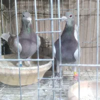 8 عدد مسافتی و قورگی مسابقه دهنده