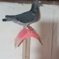 پلاکی نر و ماده وجوجهاشون