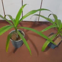 گل زیبا و شاداب