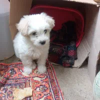 سگ آپارتمانی فروشی