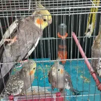 عروس هلندی|پرنده|خسروشاه, |دیوار