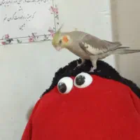 عروس هلندی گم شده