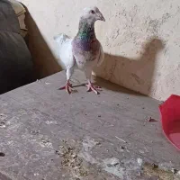 ماده سرونج لکه دار