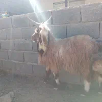 بز بره میش بره ماده