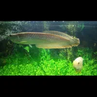 ماهی آروانا و اکواریوم|ماهی|کاشان, شهرک خاتم الانبیا (مسکن ملی کاشان)|دیوار